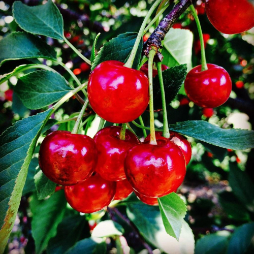 cherry-montmorency-website.jpg