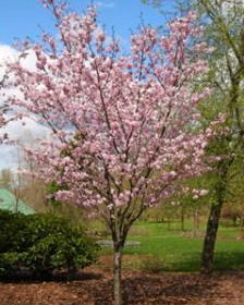 Cherry/ Pink Flair