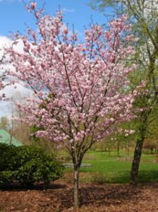 cherry-pink-flair.jpg