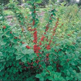 Cherry/ Nanking