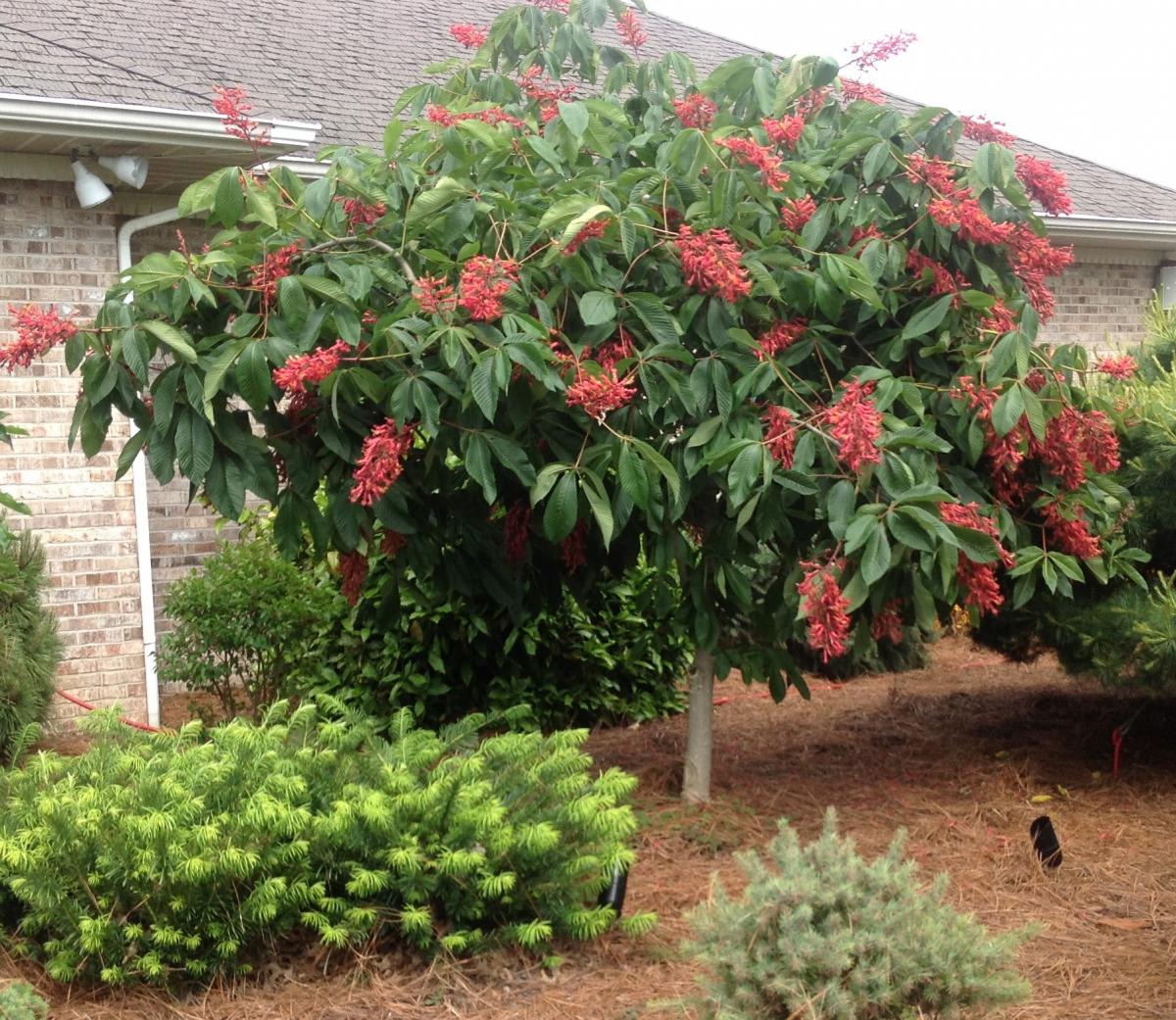 Red Fort McNair Horse Chestnut at Pine Lane Nursery