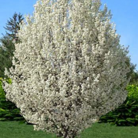Pear/ Cleveland Select/ Chanticleer