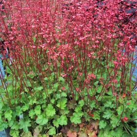 Coral Bells