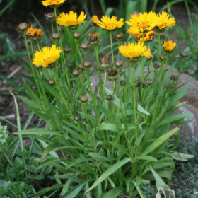 Coreopsis