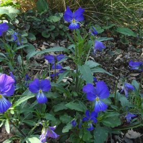 Violet/ Corsican