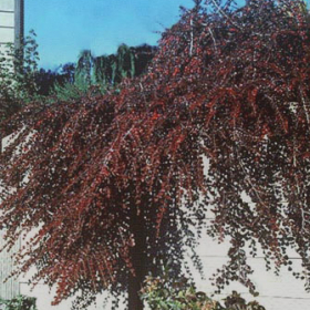 Cotoneaster/ Cranberry
