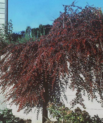 cotoneastercranberry_lg.jpg