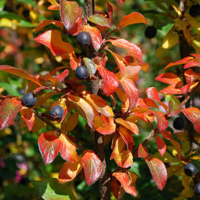 Cotoneaster/ Hedge