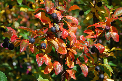 cotoneasterpeking_lg.jpg