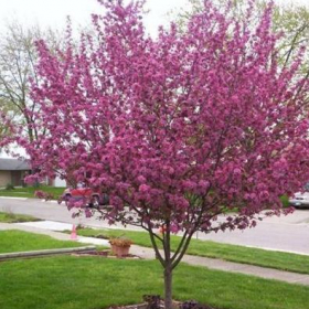 Crabapple/ Perfect Purple