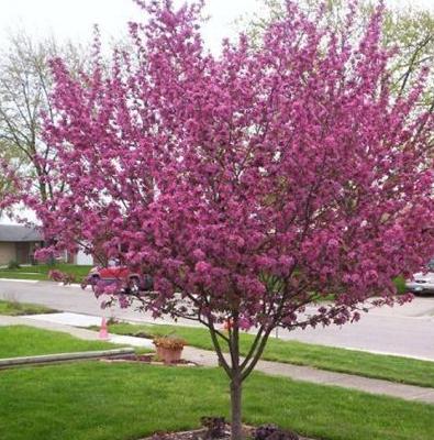 crabapple-perfect-purple-website.jpg