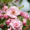 crabapple-prairie-rose-website-2.jpg