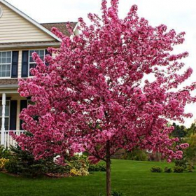 Crabapple/ Praire Rose