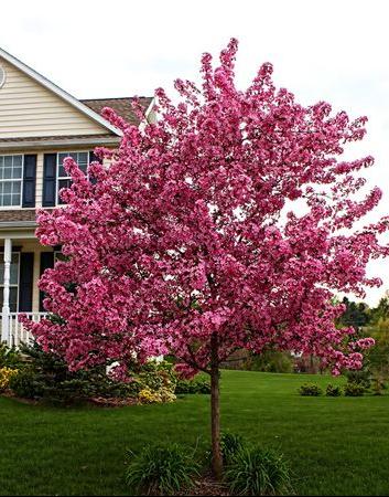 crabapple-prairie-rose-website.jpg