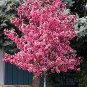Crabapple/ Royal Raindrops