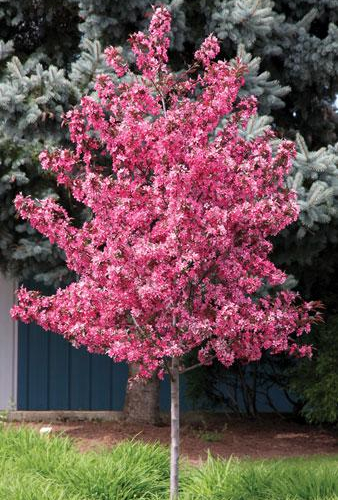 crabapple-royal-raindrops-website.jpg