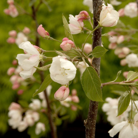 Crabapple/ Sargent Tina