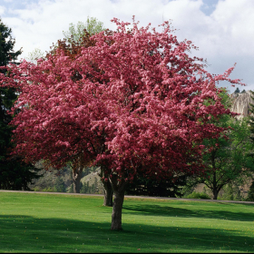 Crabapple/ Showtime