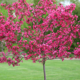 Crabapple/ Prairifire