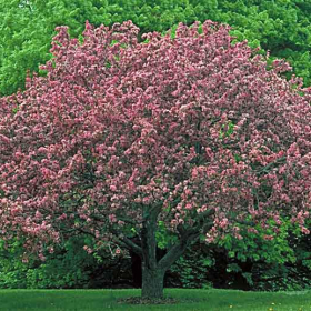 Crabapple/ Radiant