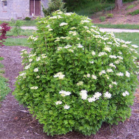 Viburnum/ Cranberry, Compact American