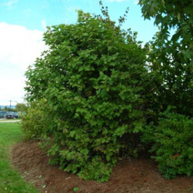 Viburnum/ Cranberry, American