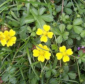 Potentilla/ Creeping