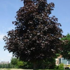 Maple/ Crimson King