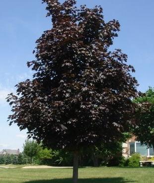 crimson-king-maple.jpg