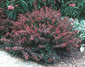 Barberry/ Crimson Pygmy