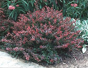 crimsonpygmybarberry_lg.jpg
