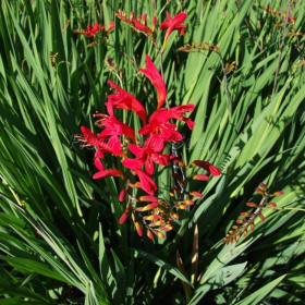 Crocosmia/Montbretia