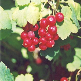 Currant/ Red Lake