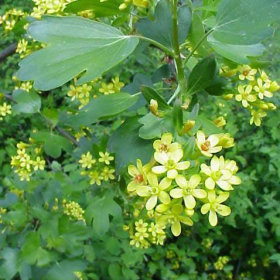Currant/ Golden