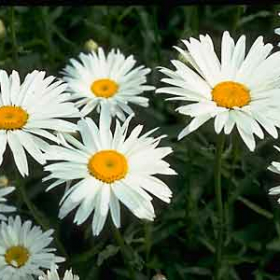 Daisy, Shasta