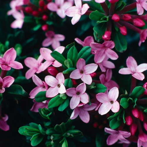 daphne-ruby-glow.jpg