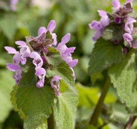 Dead Nettle