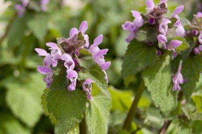 deadnettle-400x265-1.jpg