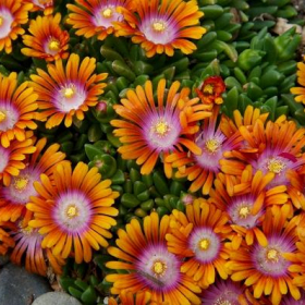 Ice Plant