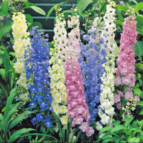 Delphinium
