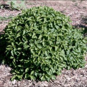 Dogwood/ Kelsey Dwarf
