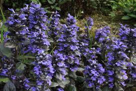 Ajuga
