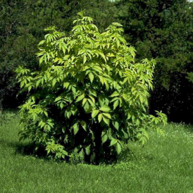 Elderberry/ Golden
