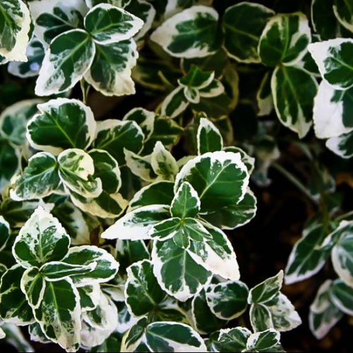 emerald-gaiety-wintercreeper-2.jpg