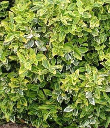 euonymusemeraldgold_lg.jpg