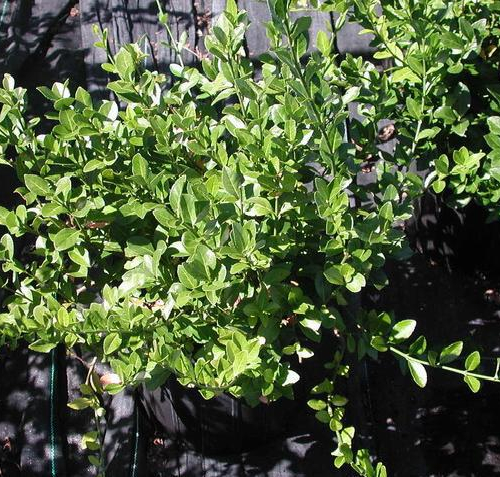 euonymusmanhattan_lg.jpg