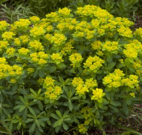 Cushion Spurge