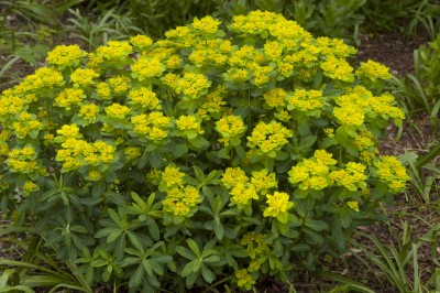 euphorbiapolychroma3-1918.jpg
