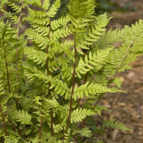 Fern/ Japanese Painted