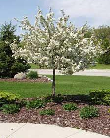 Crabapple/ Firebird